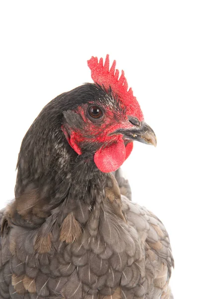 Gray chicken isolated over white — Stock Photo, Image