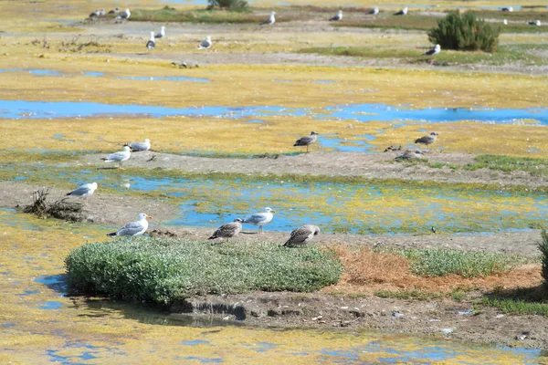 Bird sanctuary on Island Ile de Re — Stock Photo, Image