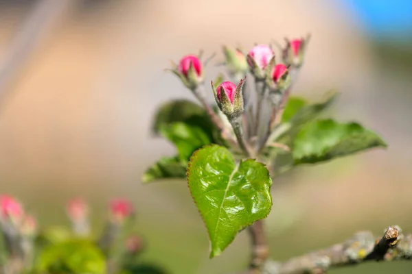 苹果花 — 图库照片