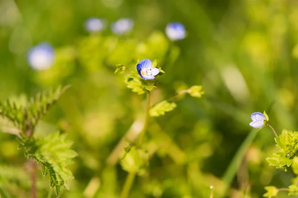 Veronica blommande i naturen — Stockfoto