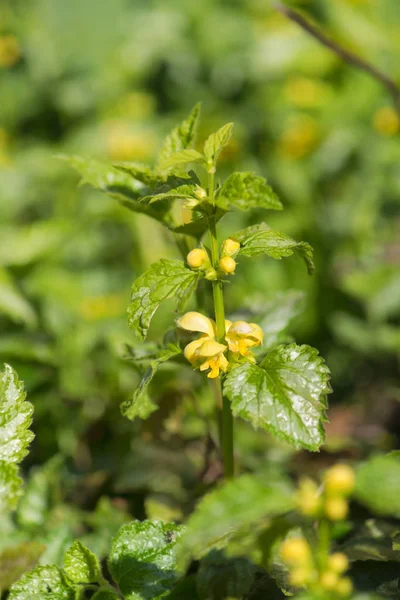 Yellow Archangel Forest — 스톡 사진