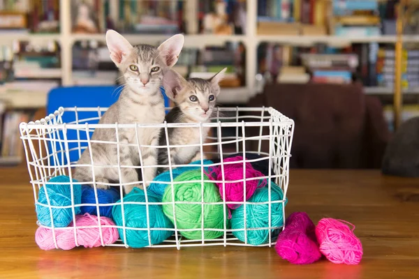 Blue Oriental shorthair kitten — Stock Photo, Image