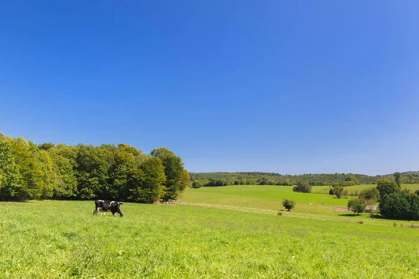 Paesaggio francese con mucche — Foto Stock