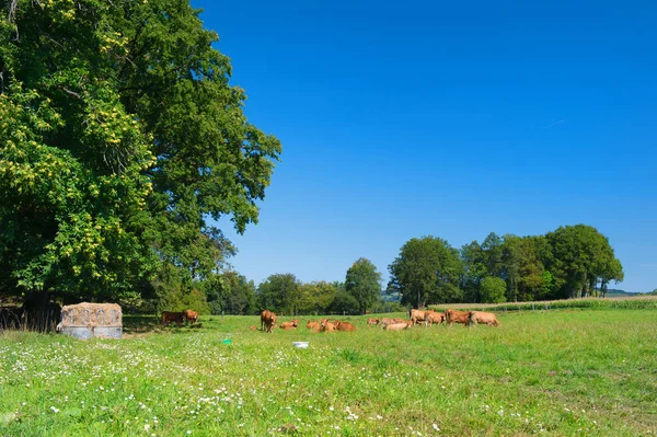 Paisagem francesa com vacas marrons — Fotografia de Stock