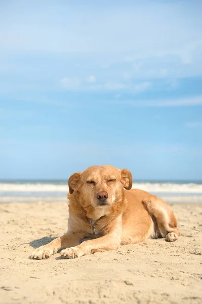 Старая собака на пляже — стоковое фото