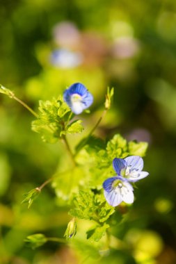 Veronica doğada çiçek lenme