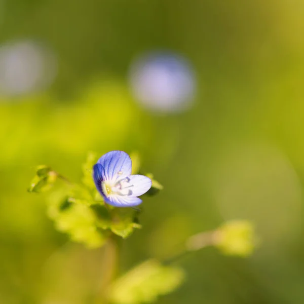 Veronica florescendo na natureza — Fotografia de Stock
