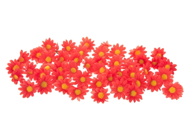 Πολύχρωμα καλοκαιρινά λουλούδια — Φωτογραφία Αρχείου