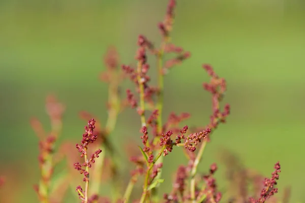 Wild blooming common Sorrel — Stock Photo, Image