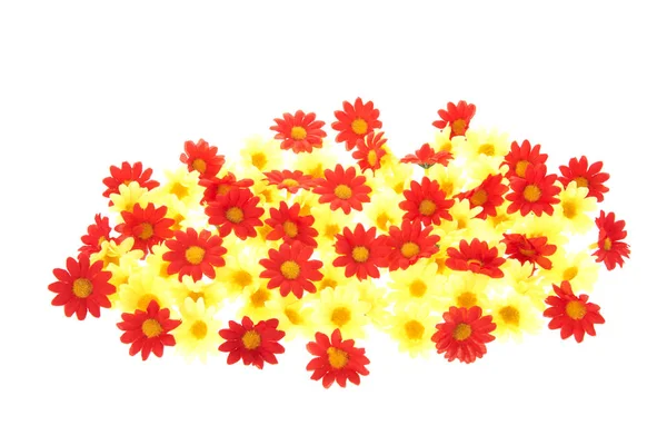 Flores coloridas de verão — Fotografia de Stock