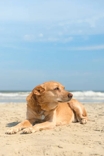 Gammel hund på stranda – stockfoto