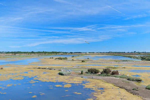 Santuario de aves en la Isla de Re — Foto de Stock