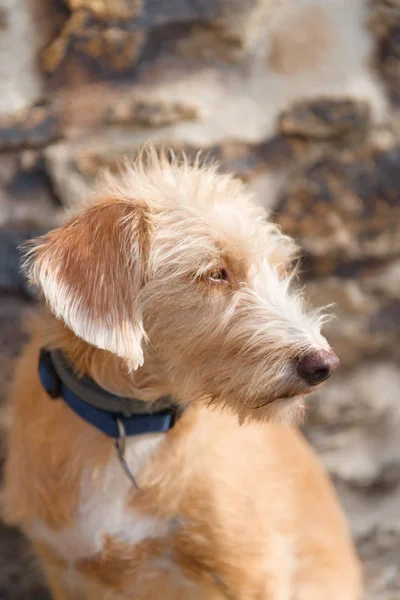 Portriat pequeño perro de raza cruzada — Foto de Stock