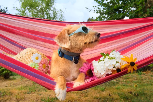 Cão pequeno engraçado em férias em rede — Fotografia de Stock