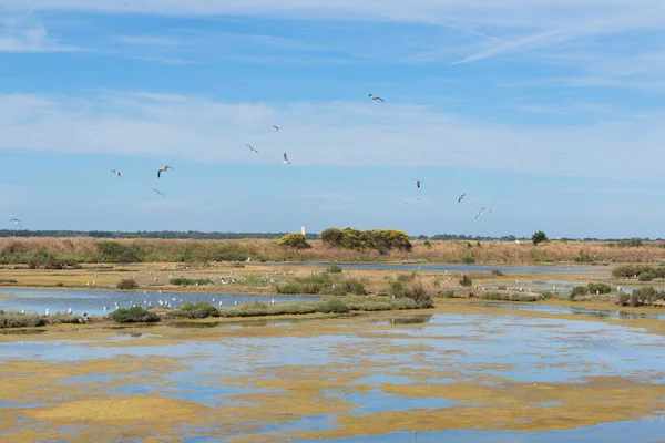 Bird sanctuary on Island Ile de Re — Stock Photo, Image