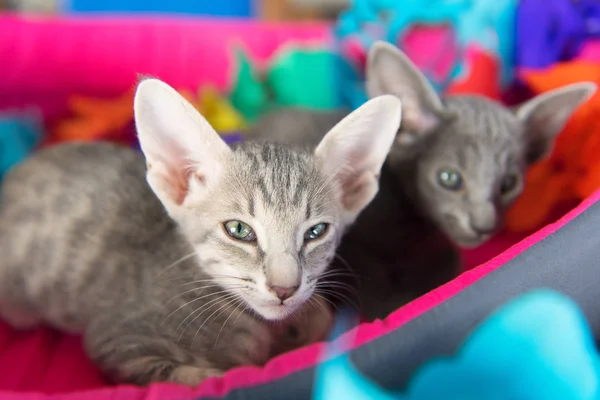 День народження з маленькими кошенятами — стокове фото