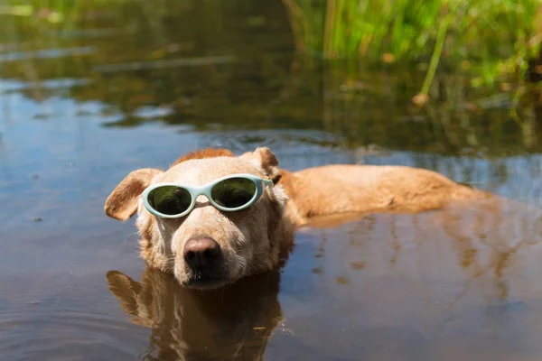 休暇中の犬 — ストック写真