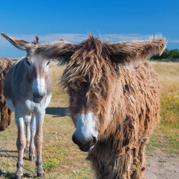 Kända åsnor på Ile de Re — Stockfoto