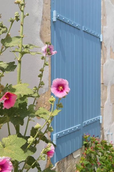 Pinkfarbene Hollyhocks in Frankreich — Stockfoto