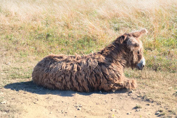 Célèbre âne sur l'Ile de Re — Photo