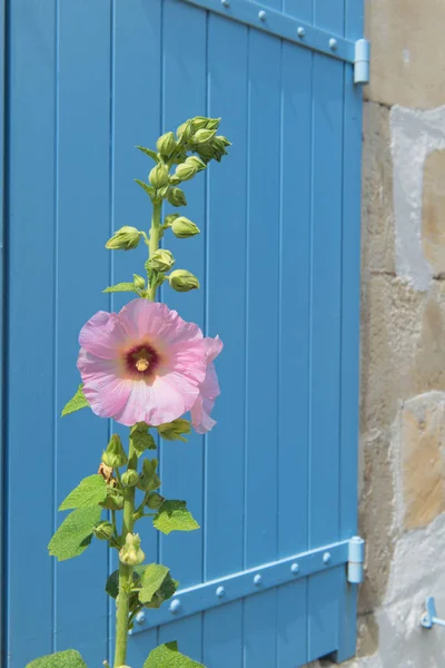 Pink Hollyhocks in France — Stock Photo, Image