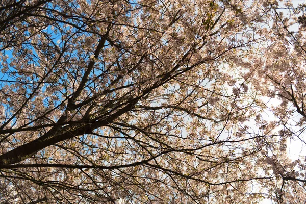 White wild cherry blossom — Stock Photo, Image