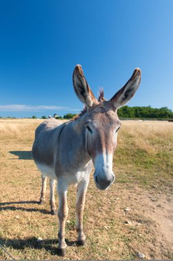 Ile de Re 'deki ünlü eşek.