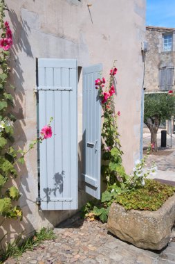 Fransa 'da Pembe Hollyhocks