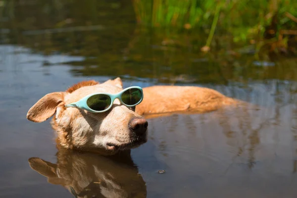 Hund im Urlaub — Stockfoto