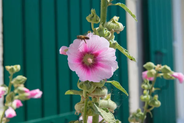 Ile de re hollyhocks — Zdjęcie stockowe