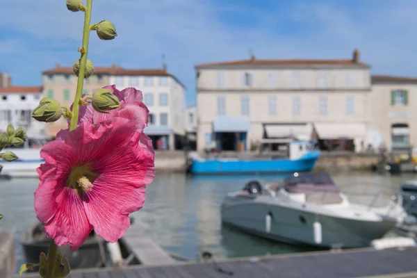 Haven Saint Martin de Re met Hollyhock — Stockfoto