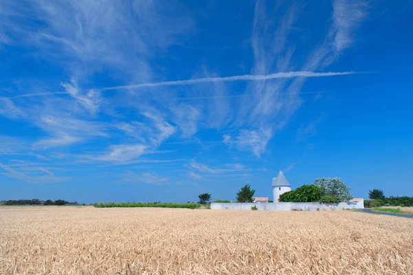 Landskap Ile de Re — Stockfoto