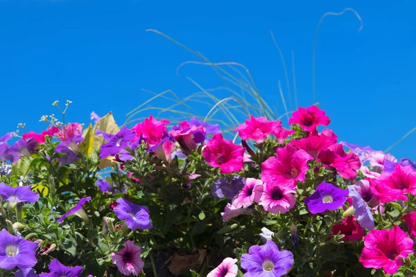 Kolorowe kwiaty Petunie — Zdjęcie stockowe