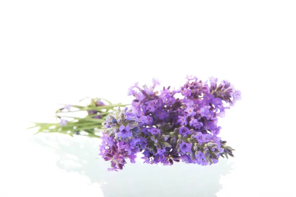 Bouquet Lila Lavendel Isoliert Über Weißem Hintergrund — Stockfoto