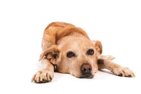 Cão Velho Deitado Chão Isolado Sobre Fundo Branco — Fotografia de Stock