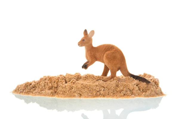 Miniature Kangaroo Isolated White — Stock Photo, Image