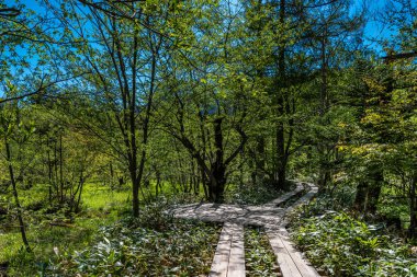 Islak yolda Kamikochi, Japonya