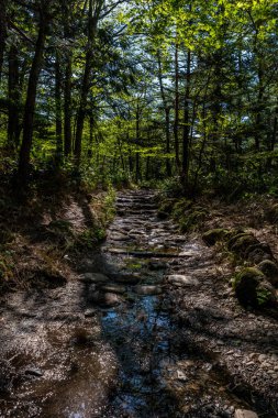 Islak yolda Kamikochi, Japonya