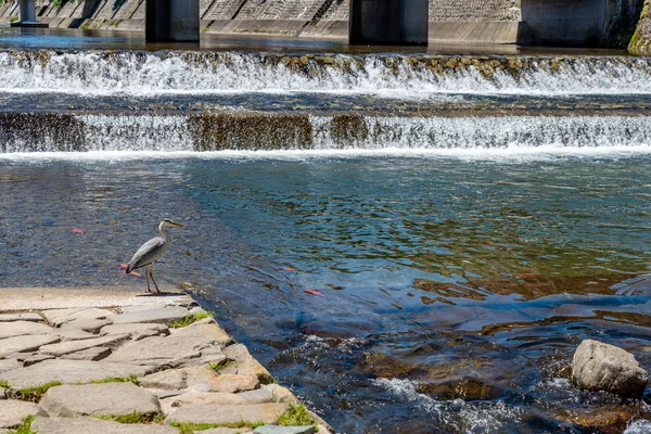 Bird Standing Next River — Stock Photo, Image