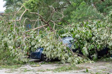 Hong Kong, Eylül 17, 2018: Ağaç süper tayfun Mangkhut Hong Kong vurduktan sonra otopark üstüne düşmüş.