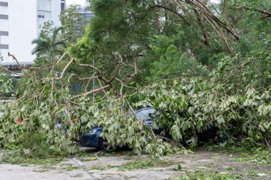 Hong Kong, Eylül 17, 2018: Ağaç süper tayfun Mangkhut Hong Kong vurduktan sonra otopark üstüne düşmüş.