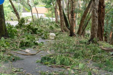 Hong Kong, Eylül 17, 2018: ağaç düşmek aşağı ve yolun, engelleme, süper tayfun Mangkhut Hong Kong vurduktan sonra