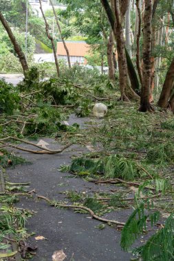 Hong Kong, Eylül 17, 2018: ağaç düşmek aşağı ve yolun, engelleme, süper tayfun Mangkhut Hong Kong vurduktan sonra