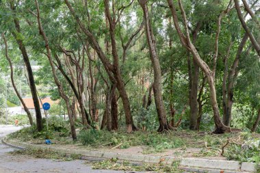 Hong Kong, Eylül 17, 2018: ağaç düşmek aşağı ve yolun, engelleme, süper tayfun Mangkhut Hong Kong vurduktan sonra