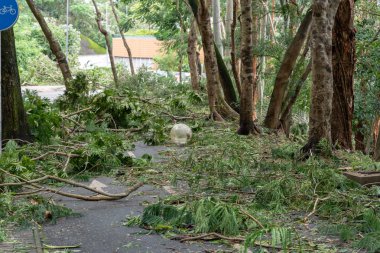 Hong Kong, Eylül 17, 2018: ağaç düşmek aşağı ve yolun, engelleme, süper tayfun Mangkhut Hong Kong vurduktan sonra