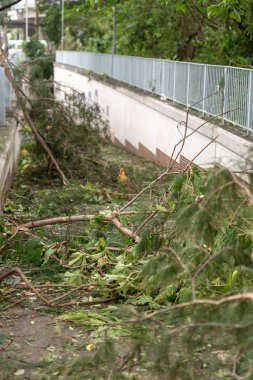Hong Kong, Eylül 17, 2018: Süper tayfun Mangkhut Hong Kong vurduktan sonra ölü ağaç engelleme tünel,