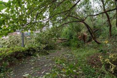 Hong Kong, Eylül 17, 2018: ağaç düşmek aşağı ve yolun, engelleme, süper tayfun Mangkhut Hong Kong vurduktan sonra