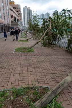 Hong Kong, Eylül 17, 2018: Güçlü rüzgar süper tayfun Mangkhut Hong Kong vurduktan sonra aynı yönde tüm ağacına darbe