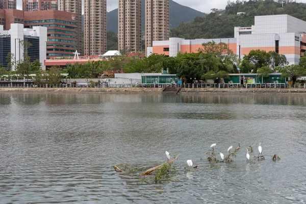 Hong Kong Вересня 2018 Птах Гніздиться Дереві Яких Удар Річку — стокове фото