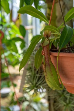 Nepenthes asılı kapat